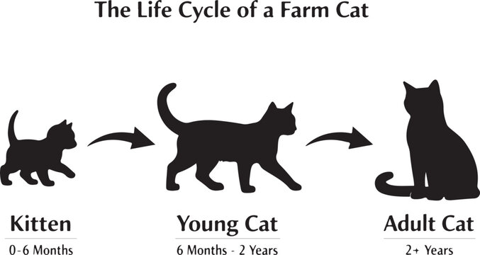 Life Cycle of a Cat Silhouette Vector Diagram