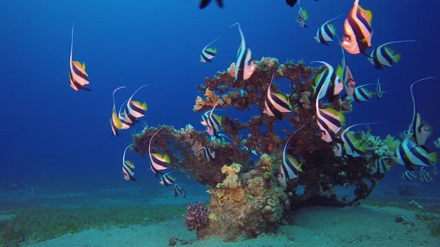 Tropical Seascape Underwater Colourful Fish. Underwater tropical colourful soft-hard corals seascape. Underwater fish reef marine. Tropical colourful underwater seascape. 