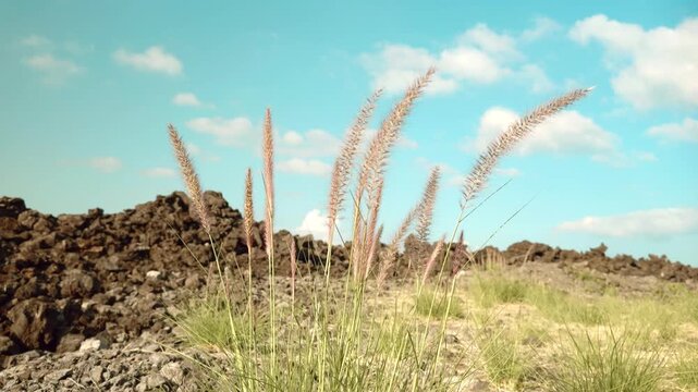 Cenchrus setaceus, crimson fountaingrass, is a C4 perennial bunch grass. Entrance to Kekaha Kai State Beach, The Big Island (Hawaiʻi Island).
