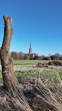 Salisbury UK. 02.03.2026. Video. Pollarded tree in wtaer meadows and Salisbury Cathedral in background,