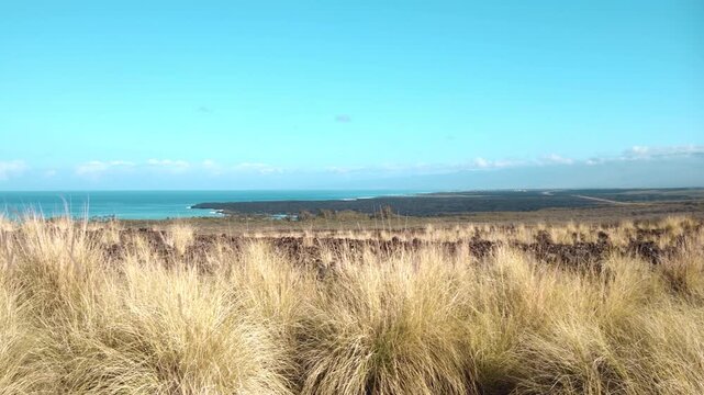 Cenchrus setaceus, crimson fountaingrass, is a C4 perennial bunch grass. near Kiholo Bay, Big Island. Alkalic basalt Lava flows from Hualālai Volcanics. Māhukona ( submerged shield volcano).