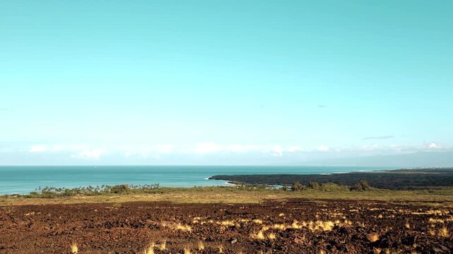 Cenchrus setaceus, crimson fountaingrass, is a C4 perennial bunch grass. near Kiholo Bay, Big Island. Alkalic basalt Lava flows from Hualālai Volcanics. Māhukona ( submerged shield volcano).