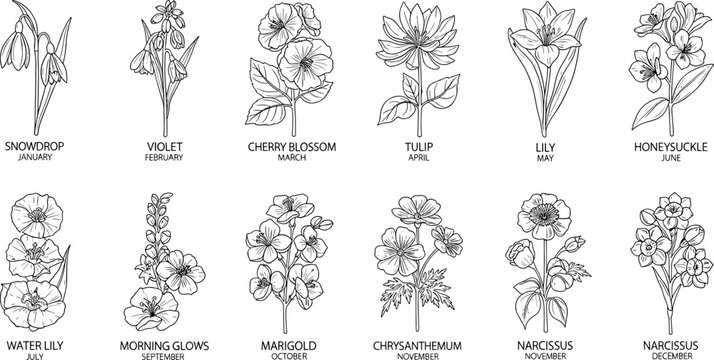 Birth flower illustration set, monthly botanical artwork, symbolic vector design, bold graphic icon, black white floral symbol