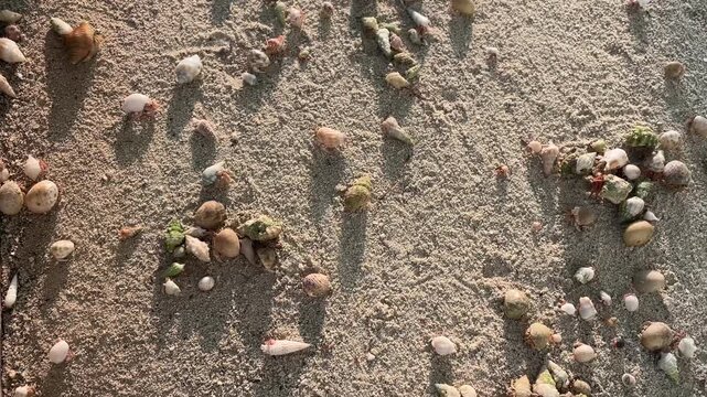 Hermit crabs swap shells on the beach