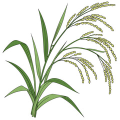 Fototapeta premium Green rice plant with yellow grains on white background green leaves isolated
