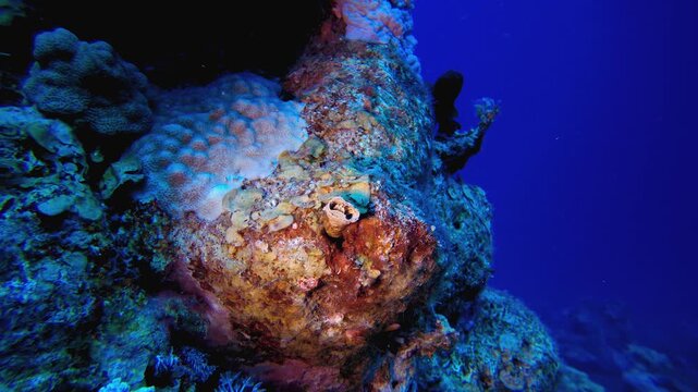Tropical Tube Warm Soft Corals. Underwater tropical colourful soft-hard corals seascape. Underwater fish reef marine. Tropical colourful underwater seascape. 
