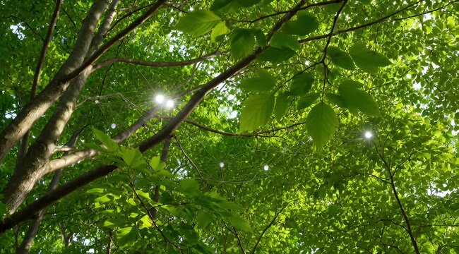 A sunlit forest canopy, a gentle breeze rustling the leaves. A thin, transparent mesh with tiny glowing nodes connects the trees like IoT sensors. An eco-technological concept.