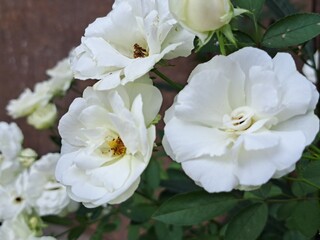 Vibrant Red Cordyline Fruticosa (Ti Plant) Leaves in Tropical Garden 