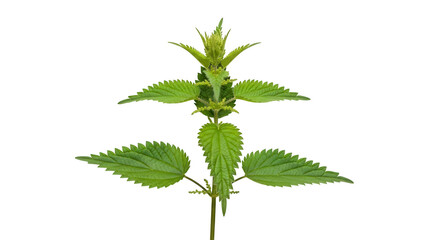A vibrant green stinging nettle plant with serrated leaves and a budding top, isolated on a clean transparent background