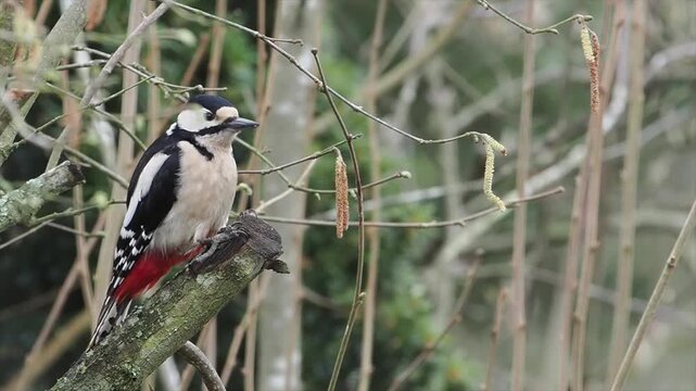 Buntspecht, Great Spotted Woodpecker, Dendrocopos major