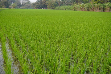 Obraz premium Young Rice Plants Growing in Irrigated Paddy Field