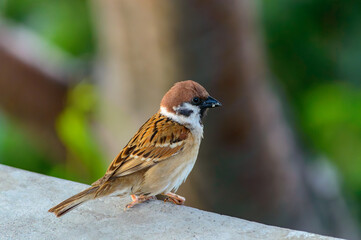 Sparrow perched on concrete ledge with green bokeh background