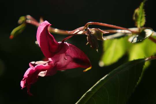 Impatiens, dr&uuml;sentragendes Springkraut
