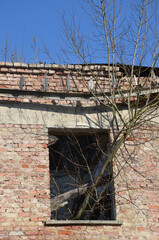 Baum w&auml;chst aus Fenster einer Ruine