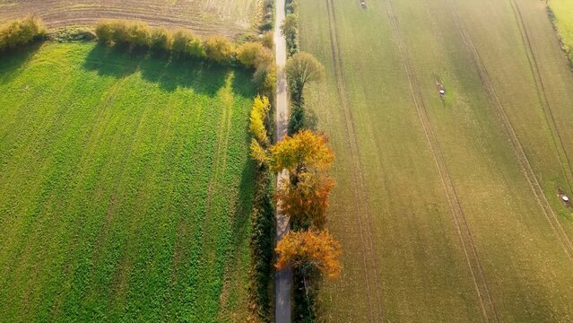 Rural road dividing green and autumn fields in Schleswig Holstein