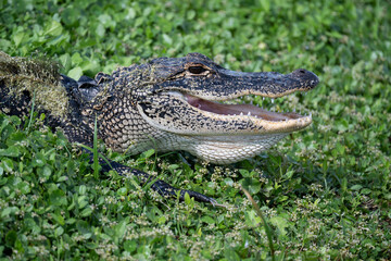 Fototapeta premium Alligator head with big open smile close-up while resting of green leafy weeds.