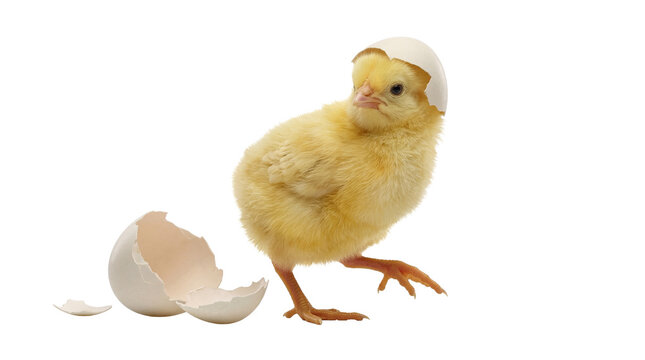 Adorable fluffy yellow chick with a cracked eggshell on its head, just hatched on a transparent background.
