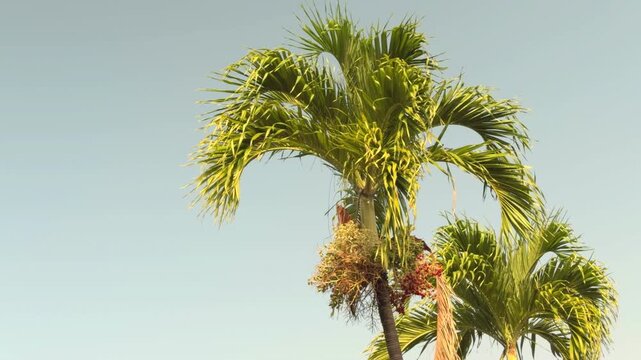 Adonidia merrillii, the Manila palm, is a palm tree species endemic to the Philippines. Queen Kapiʻolani Garden, Honolulu, Oahu. Vog (air pollution) form Kīlauea Volcano(Big Island of Hawaii)