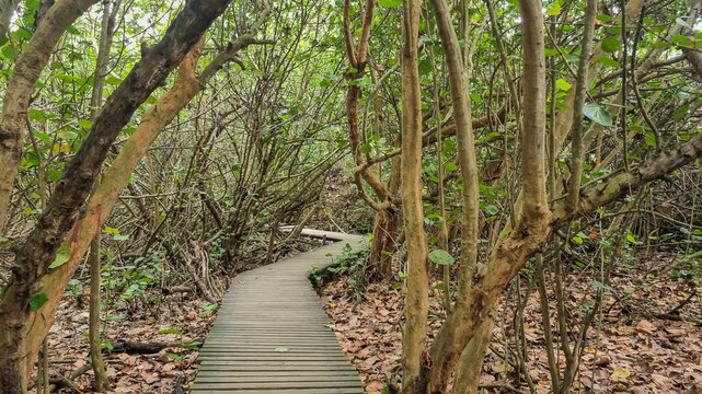 Caminho seguro na selva