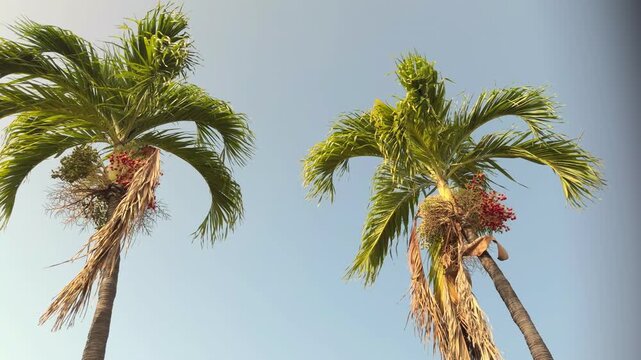 Adonidia merrillii, the Manila palm, is a palm tree species endemic to the Philippines. Queen Kapiʻolani Garden, Honolulu, Oahu. Vog (air pollution) form Kīlauea Volcano(Big Island of Hawaii)