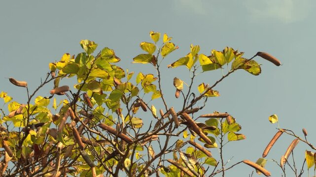 Bauhinia &times; blakeana,  Hong Kong orchid tree, is a hybrid leguminous tree of the genus Bauhinia. mear Queen Kapiʻolani Garden, Honolulu, Oahu. Vog (air pollution) form Kīlauea Volcano(Big Island of Haw