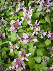 Lush green and purple dead-nettle flowers blooming in spring
