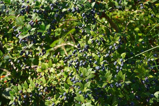 Myrtle, or Myrtus communis shrub with fruit, in Glyfada, Greece