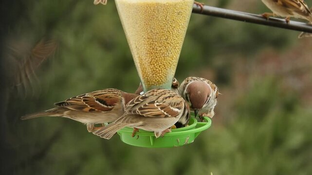 wild birds on a feeding trough outside the window - a city sparrow and a field sparrow - the differences are clearly visible. On a sunny day in early spring.