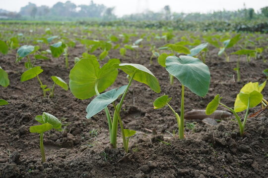 Young Green Taro Plants in Cultivated Field