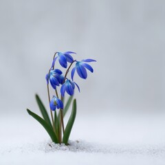 Naklejka premium Blue scilla emerging from snow with green leaves delicate spring bloom cluster of siberian squill in soft winter light