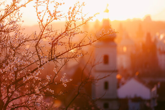 Selective focus on blooming trees with Prague historic city center skyline and towers in background during sunny morning. Seasonal travel destination, European architecture, and spring concept.
