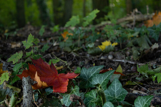 Red autumn maple leaf on forest floor with green ivy