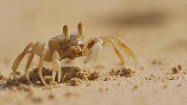 crab on the sand