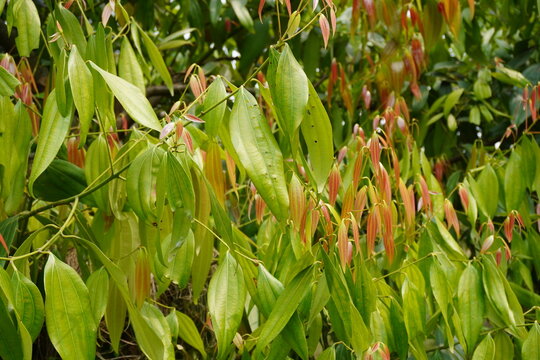 Indian Bay Leaf Tree, Cinnamomum tamala