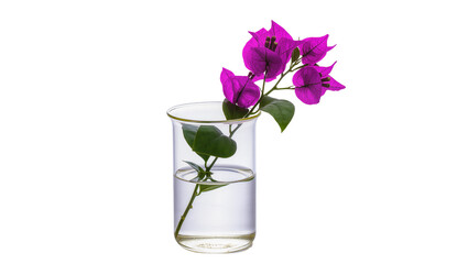 Vibrant purple bougainvillea flowers with green leaves, elegantly displayed in a clear glass beaker...