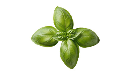 Vibrant fresh green basil leaves, an aromatic culinary herb, perfectly isolated PNG for cooking, seasoning, and healthy food designs © Oisin