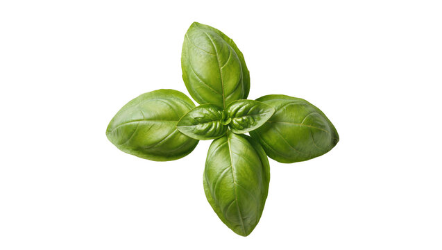 Vibrant fresh green basil leaves, an aromatic culinary herb, perfectly isolated PNG for cooking, seasoning, and healthy food designs