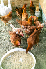 Chickens feeding in coop © Rawpixel.com