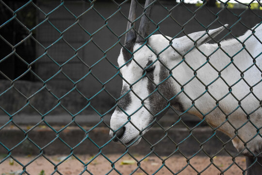 Arabian oryx (Oryx leucoryx) in the Dehiwala Zoo (National Zoological Gardens of Sri Lanka, Dehiwala Zoological Gardens), Dehiwala, Sri Lanka.