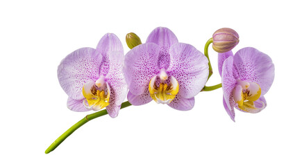Three light purple orchid flowers with yellow speckled centers, a green bud, and stem, isolated, elegant floral design element PNG © Niamh
