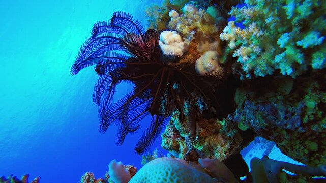 Underwater Corals Feather Star. Coral garden Fish. Sea waves. Underwater world life. Tropical underwater seascape. 