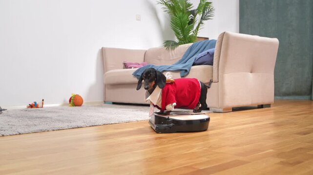 Dachshund in a red outfit rides a robot vacuum cleaner across a living room floor, funny pet technology scene, humorous home concept