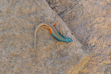 Obraz premium Broadleys Plattechse