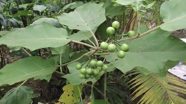 Green brinjal plant with lush leaves and unripe fruits growing