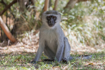 Obraz premium Meerkatze in Südafrika
