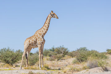 Obraz premium Giraffe in Südafrika