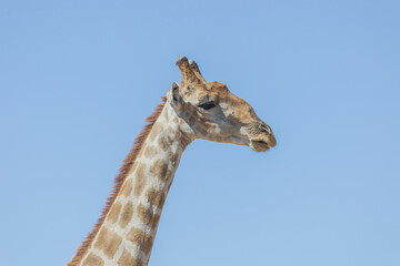 Obraz premium Giraffe in Südafrika