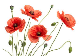 Naklejka premium A seamless floral illustration of red poppy flowers with delicate petals blooming on a white background, capturing a wild spring meadow in a vibrant garden pattern