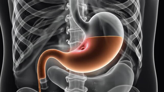 Stomach Acid Flow, cinematic 3D animation of digestive fluid entering and filling a transparent human stomach, highlighting gastric reflux