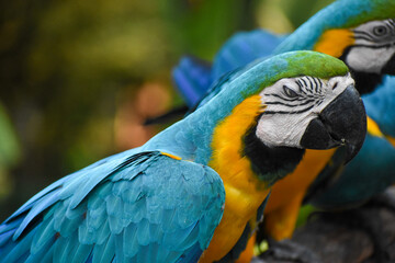 Obraz premium Blue-and-yellow macaws (Ara ararauna) in the Dehiwala Zoo (National Zoological Gardens of Sri Lanka, Dehiwala Zoological Gardens), Dehiwala, Sri Lanka.